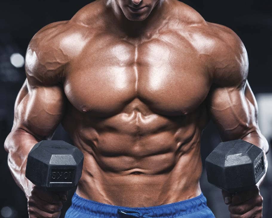 muscle mass and bulked body